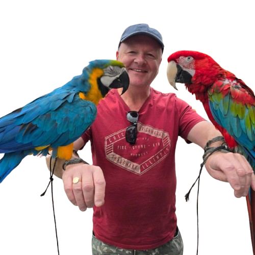 Ringneck parakeet Parrots for sale