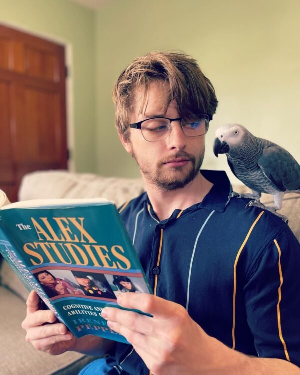 african grey parrot for sale by owner