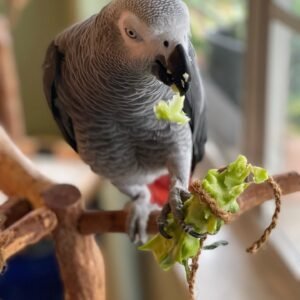 african grey parrot for sale by owner