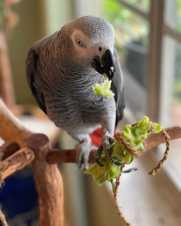 african grey parrot for sale by owner