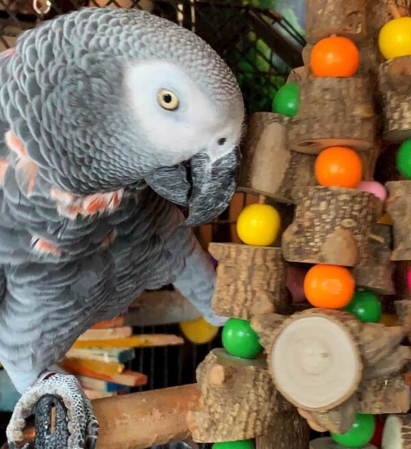 Baby african grey parrot for sale