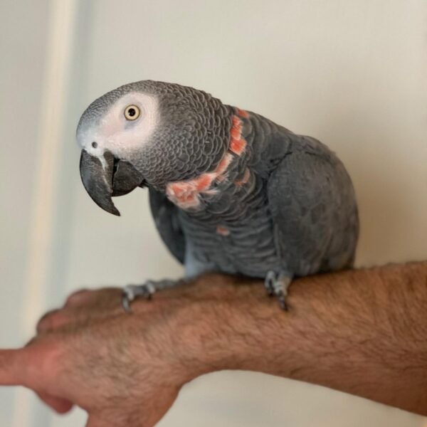 Baby african grey parrot for sale