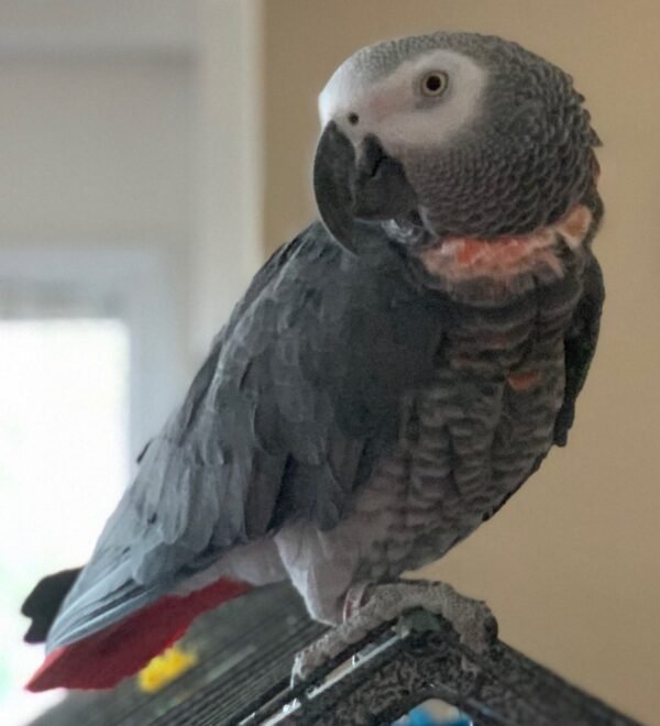 baby african grey parrot for sale
