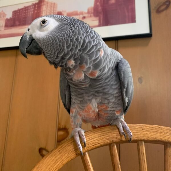 african grey parrots for sale near me