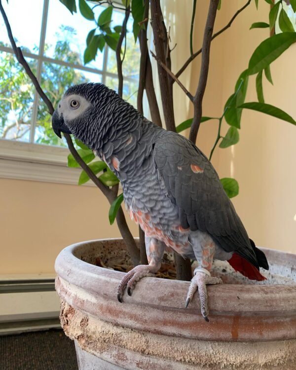 african grey parrots for sale near me