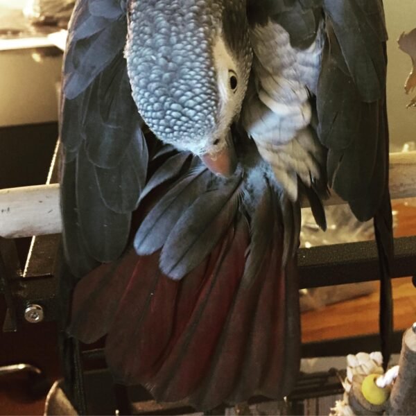 grey african parrots for sale