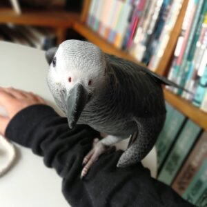 african grey bird for sale