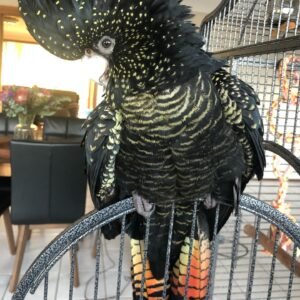 major mitchell cockatoo birds for sale