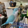 quaker parrot for sale