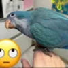 quaker parrot for sale