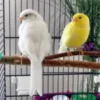 canary bird for sale near me