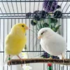 canary bird for sale near me