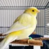 canary bird for sale near me