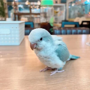 baby quaker parrot for sale