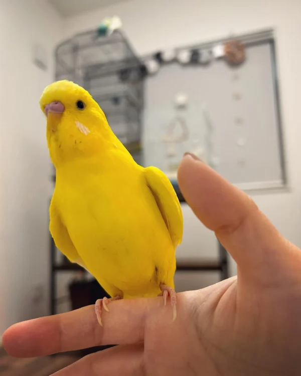 yellow cockatiel bird for sale