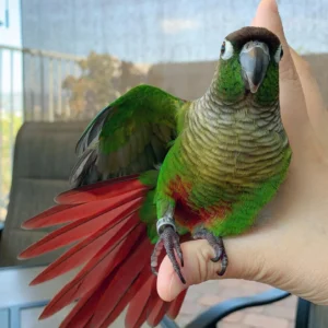 green cheek conure bird for sale