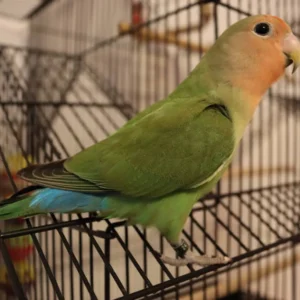 nanday conure parrot for sale