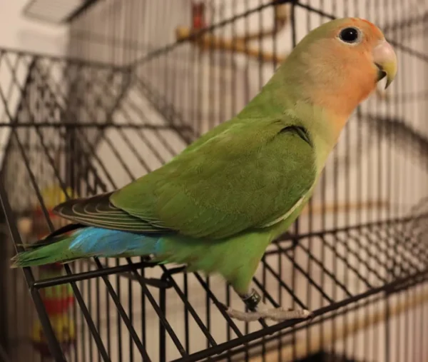 nanday conure parrot for sale