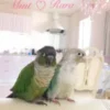 blue crown conure birds for sale