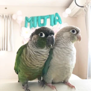 blue crown conure birds for sale