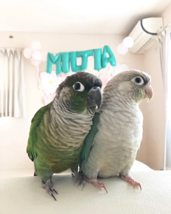 blue crown conure birds for sale