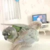 blue crown conure birds for sale