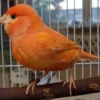 red canary bird for sale
