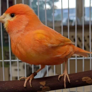 red canary bird for sale