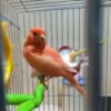 red canary bird for sale