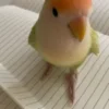 pionus bird for sale