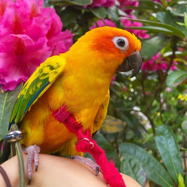 sun conure bird for sale