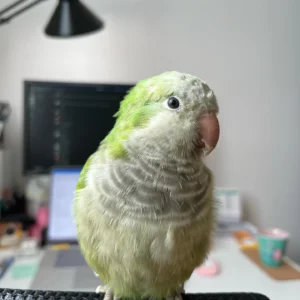 quaker parrots for sale near me