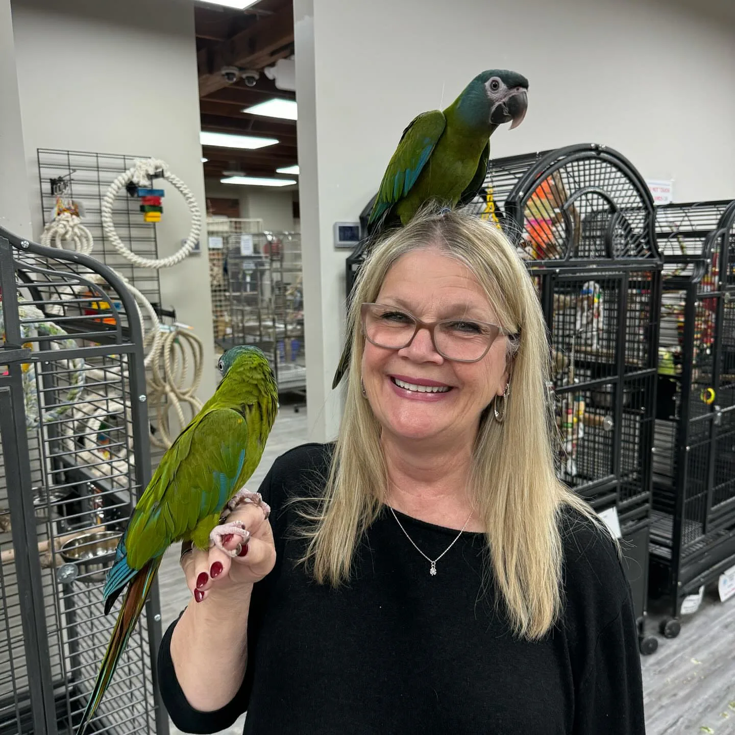 Reputable Parrot Breeders in Montreal