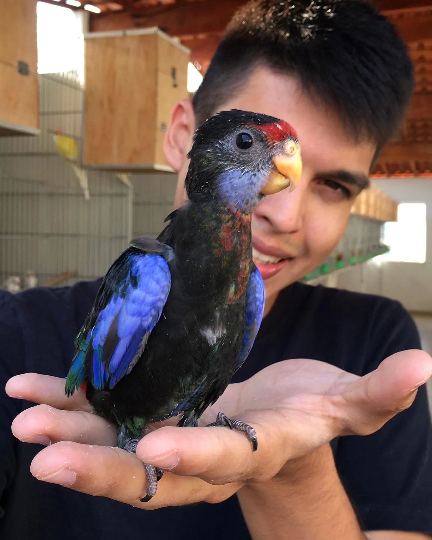 Parrot Harness Training