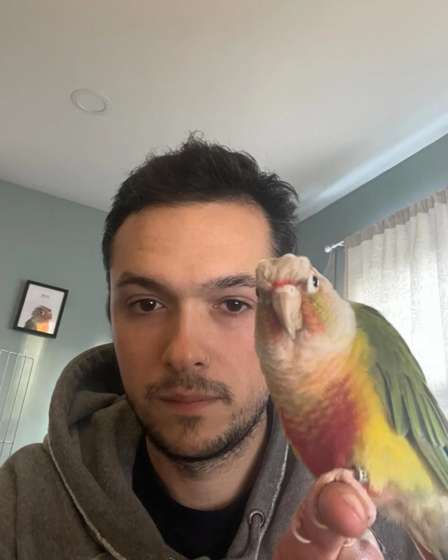 Facts About Senegal Parrots
