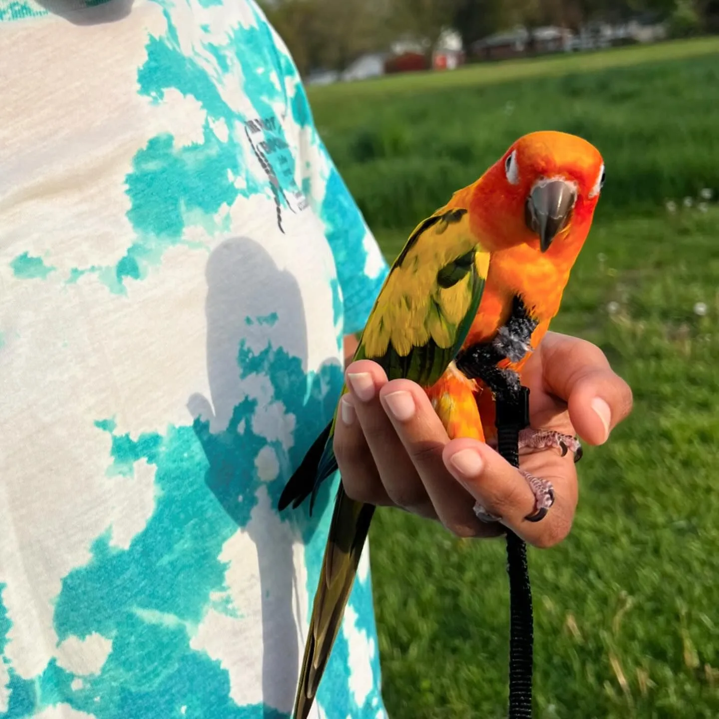 Green Quaker Parrot
