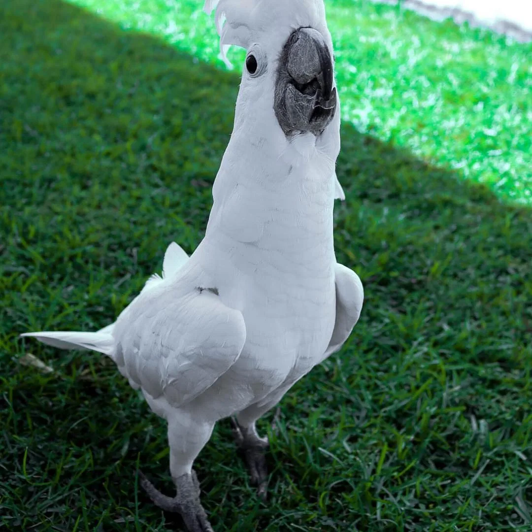 Grey Cockatoo Bird