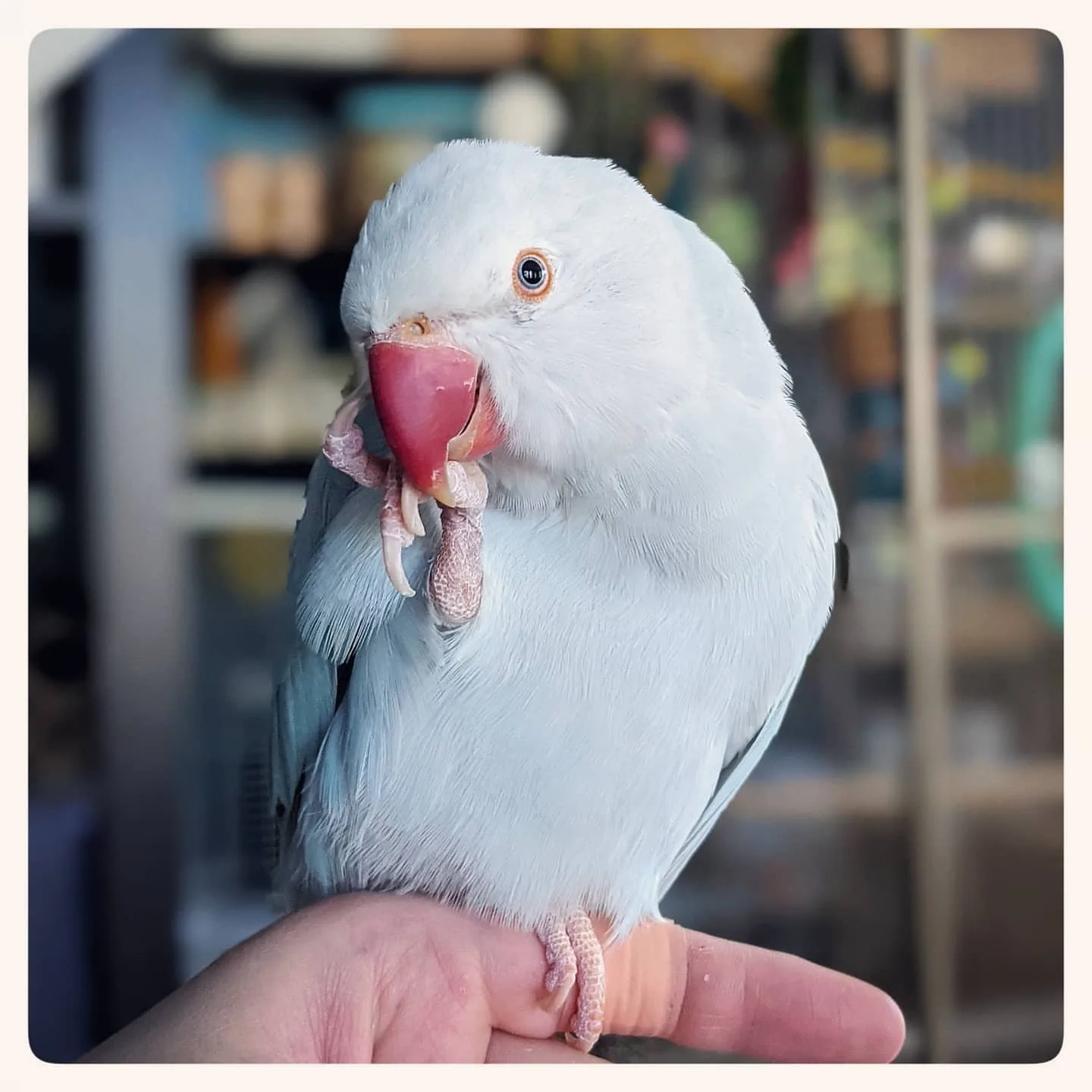 Pearl Cockatiel Bird