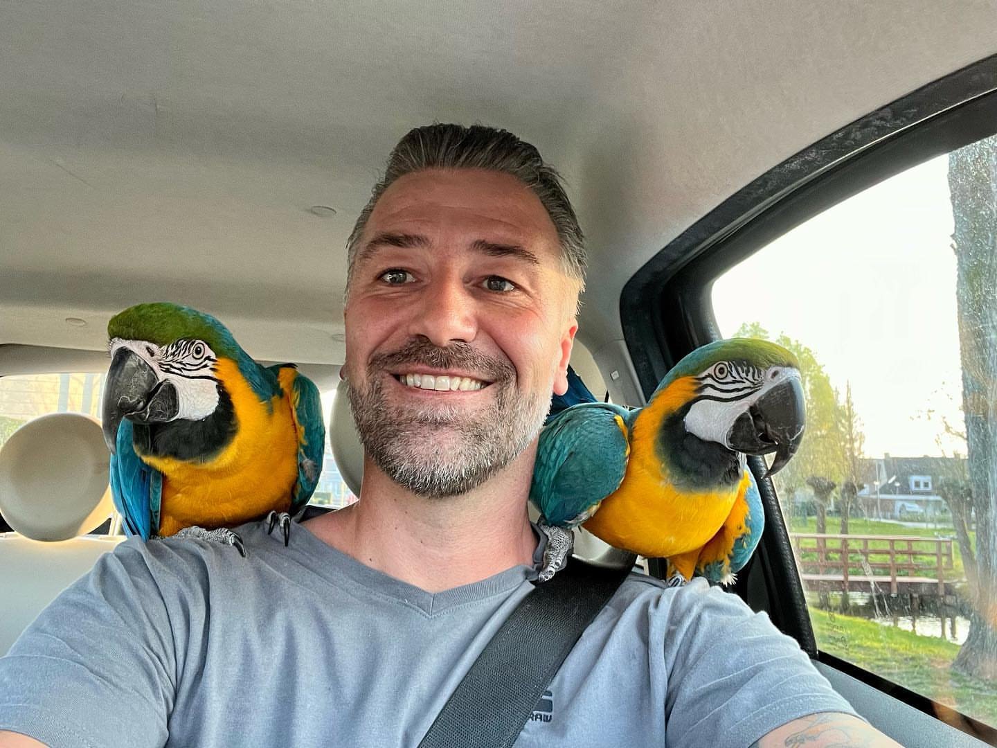 Blue Macaw Parrot