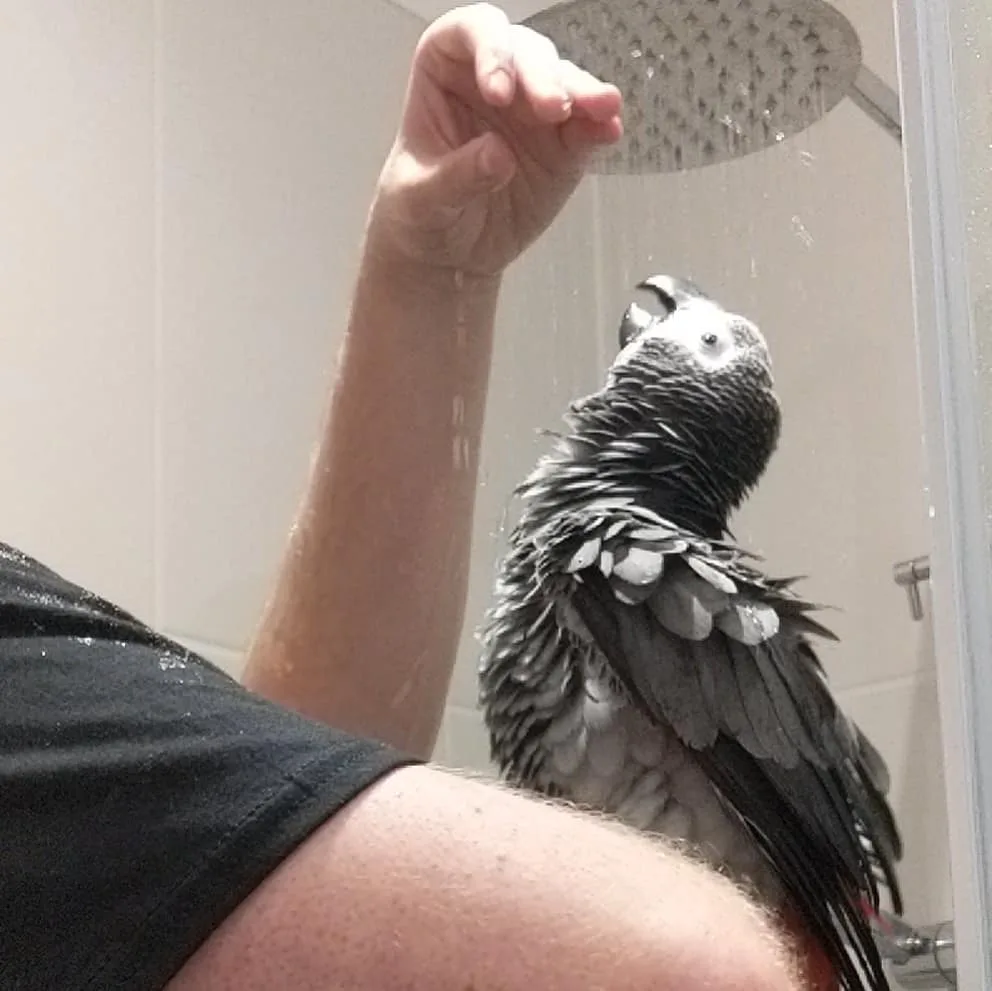 Parrots for Sale in Iowa