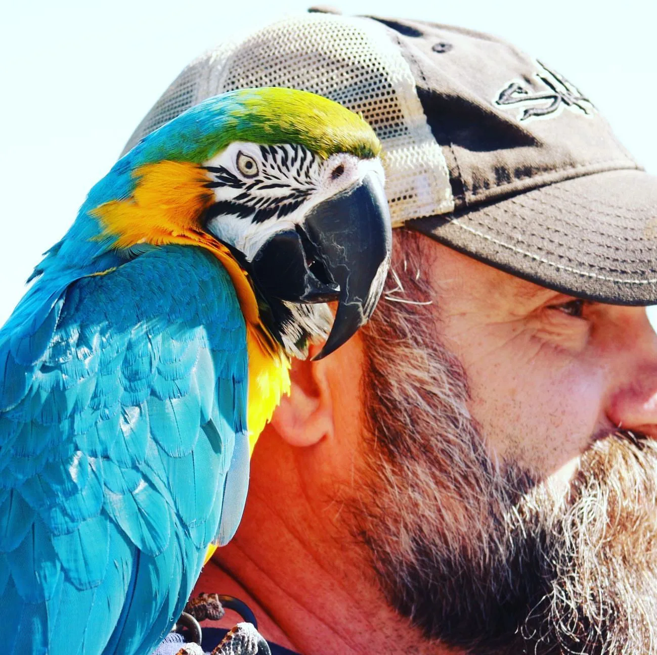 Parrots for Sale in Maryland
