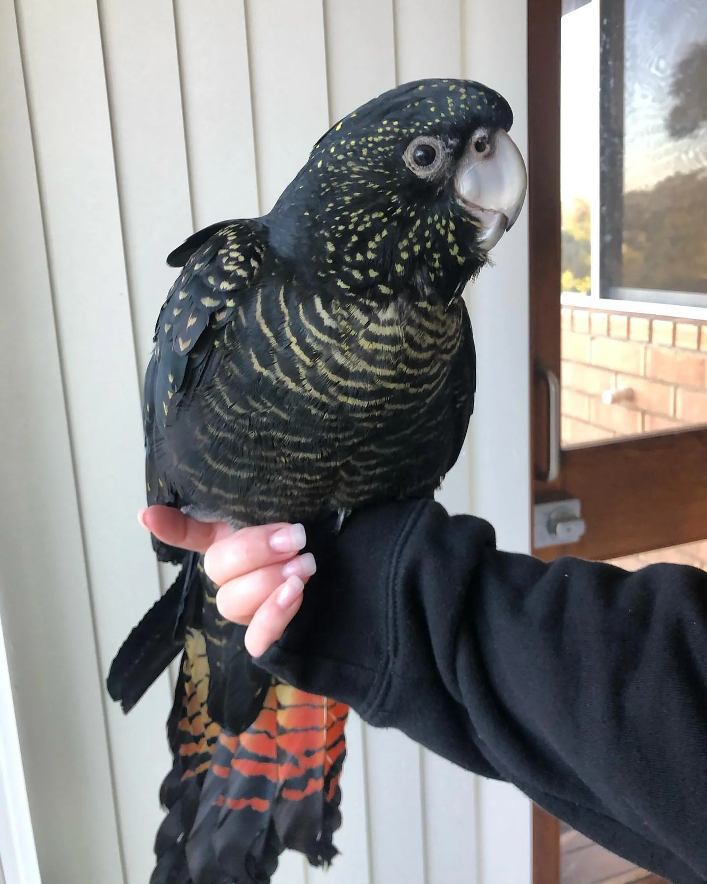 Parrots for Sale in Massachusetts