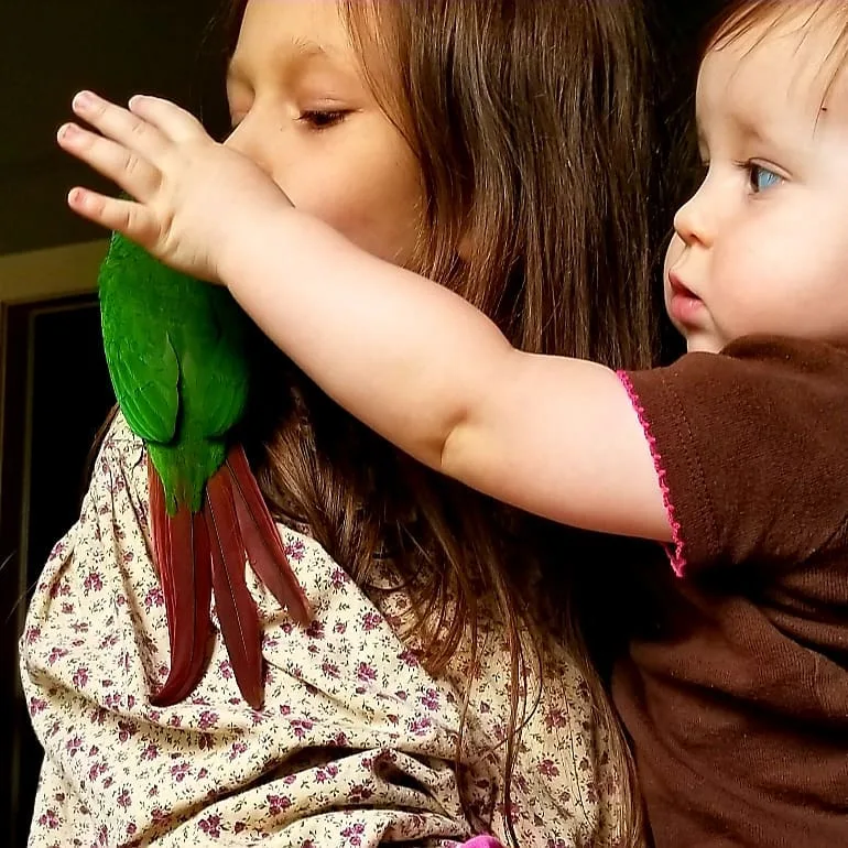 Train Parrot Not to Bite