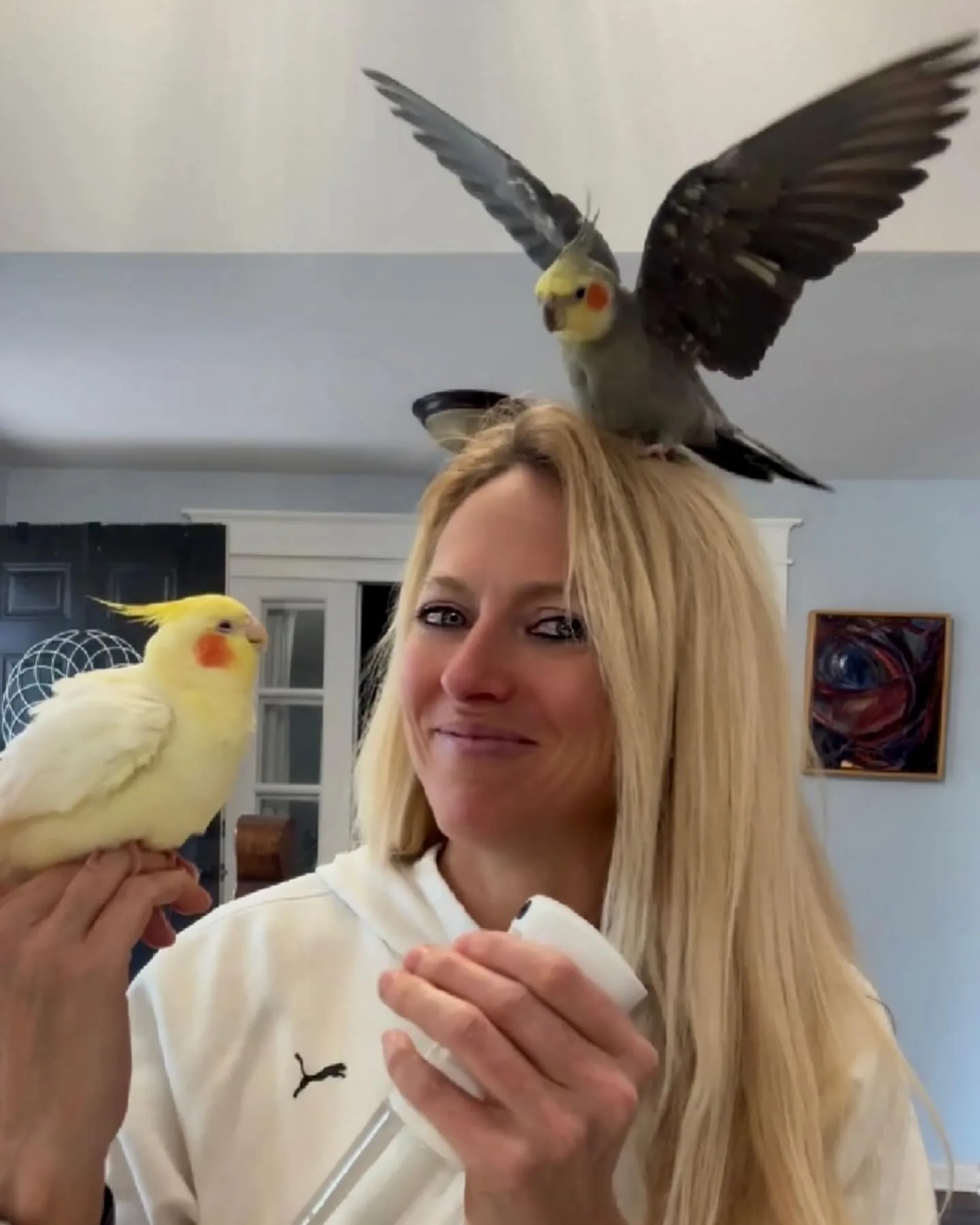Budgie Bird Parakeet