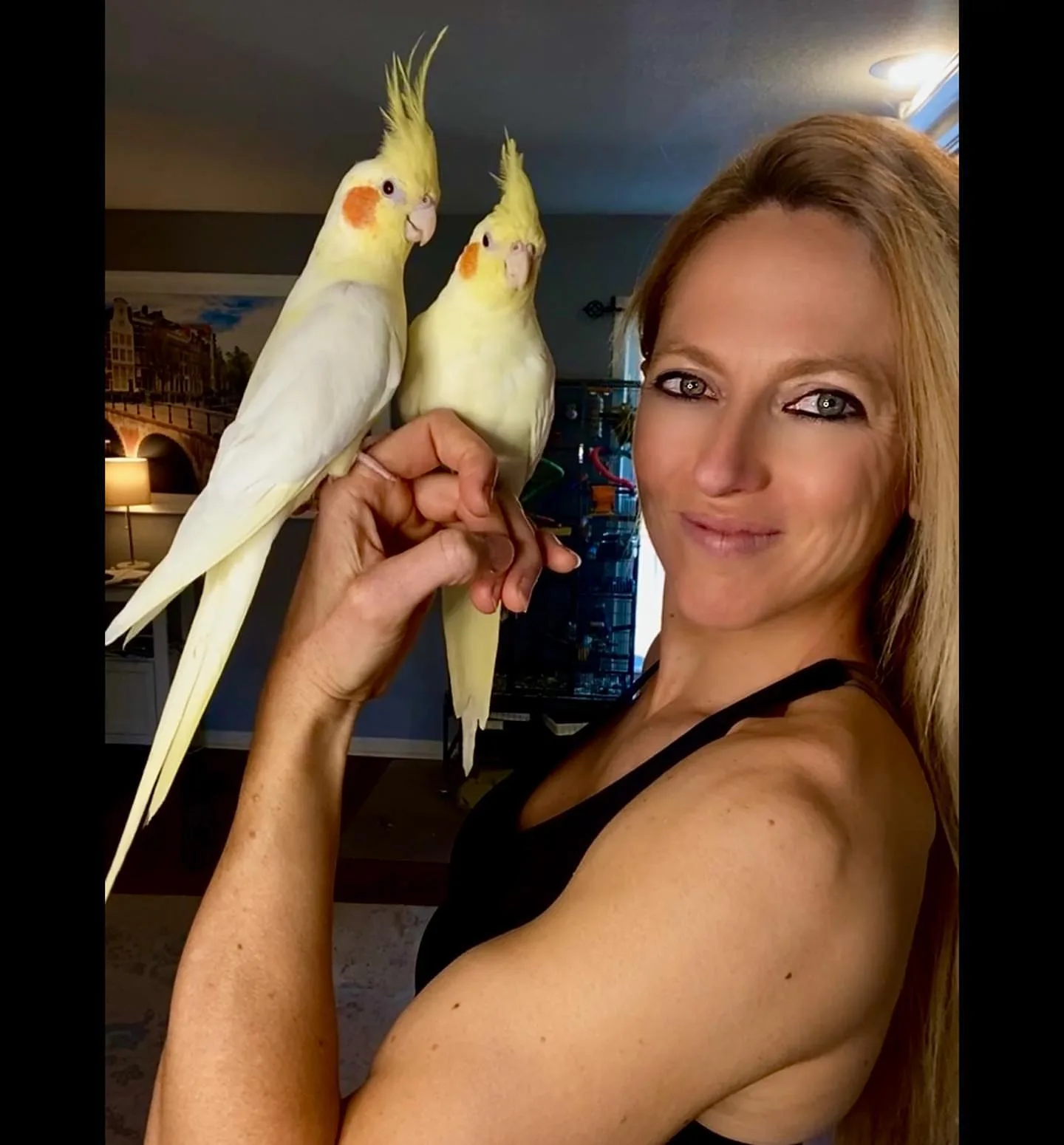 Orange Winged Amazon Parrots