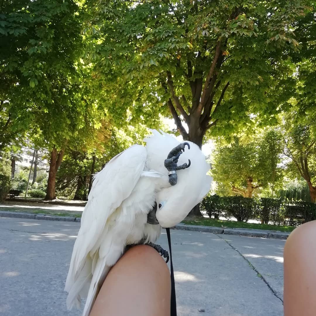 Grey Cockatiel Bird