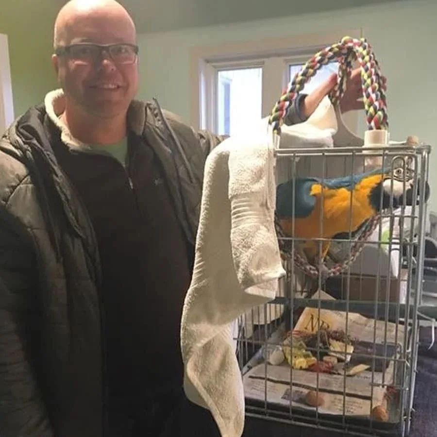 Parrots for Sale in Alaska
