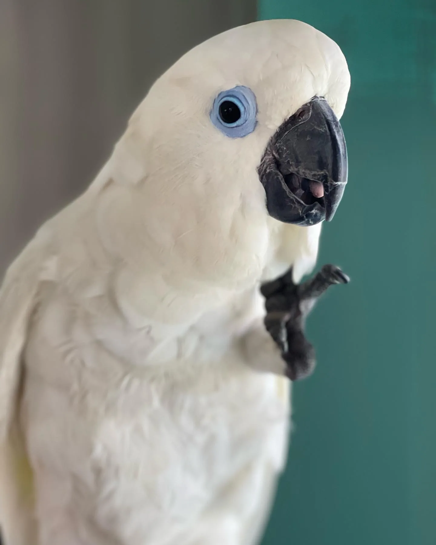 Black Conure Parrot