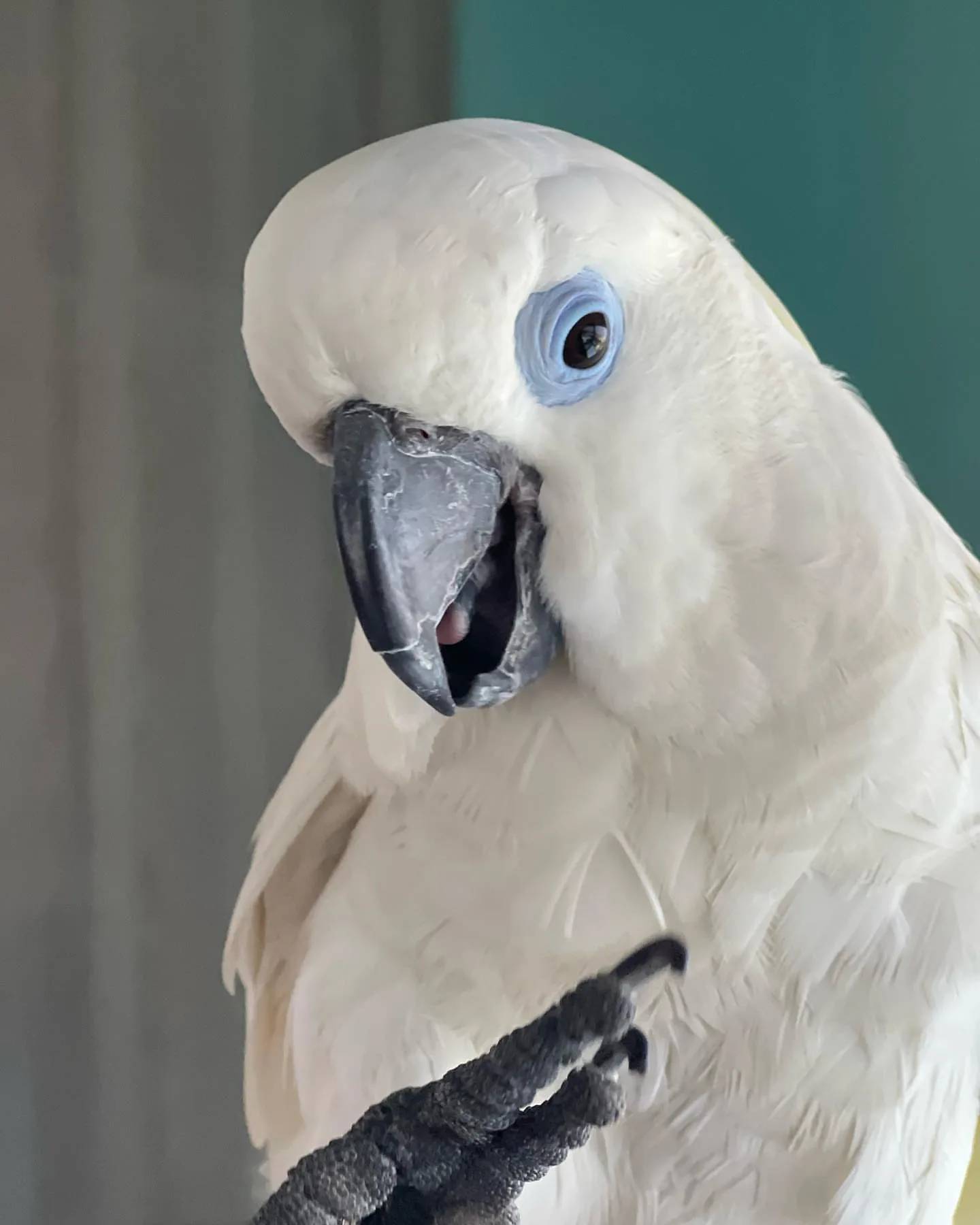 Dusky Conure Parrot