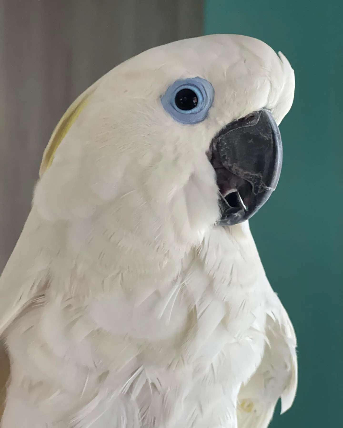 Umbrella Cockatoo Bird